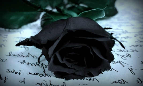 The Black Rose