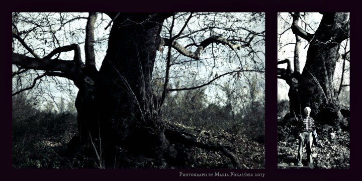 PicMonkey Collage TREE and DAD